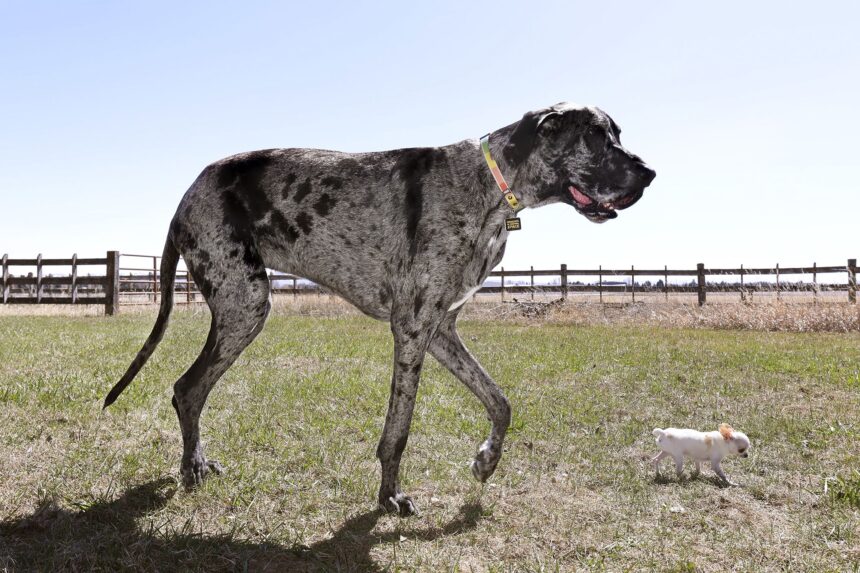 tallest-shortest-dogs-abc-news-6229.jpeg