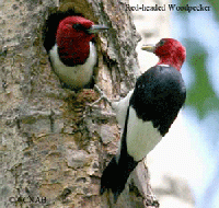 evanston-world-migratory-bird-day-7084.gif