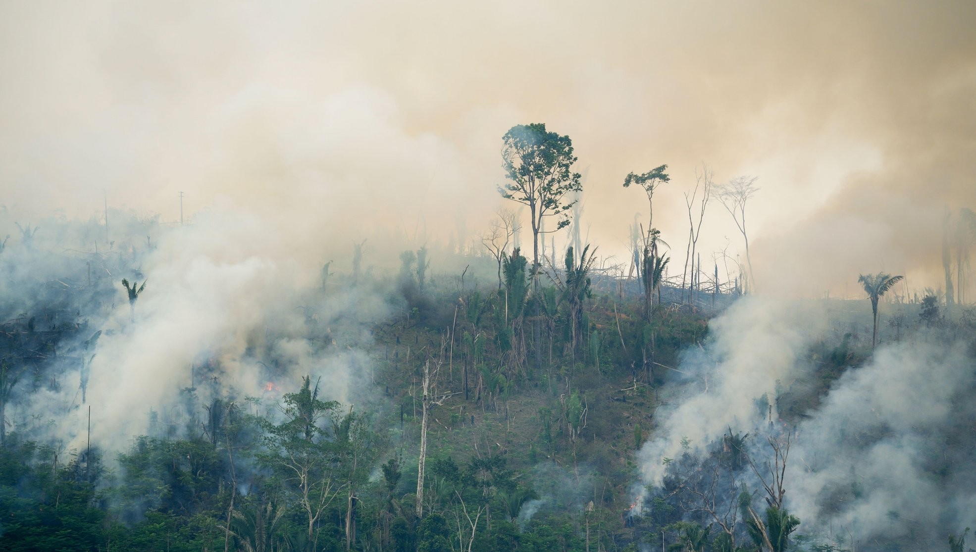 forest-loss-record-2024-the-new-york-times-7091.jpeg