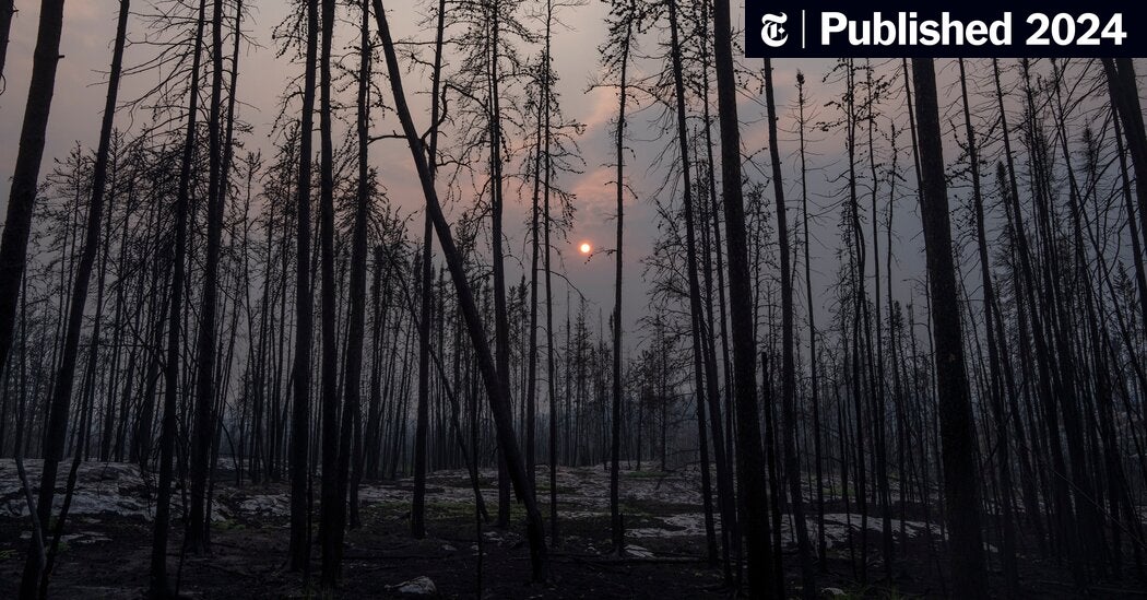 forest-loss-records-2024-7519.jpeg