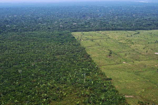 forest-loss-records-2024-8266.jpeg