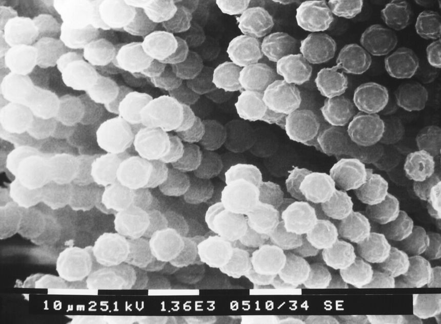 fungi-eats-inside-out-cnn-0212.jpeg