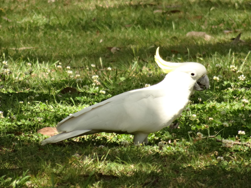 guided-bird-walks-museum-3019.jpeg