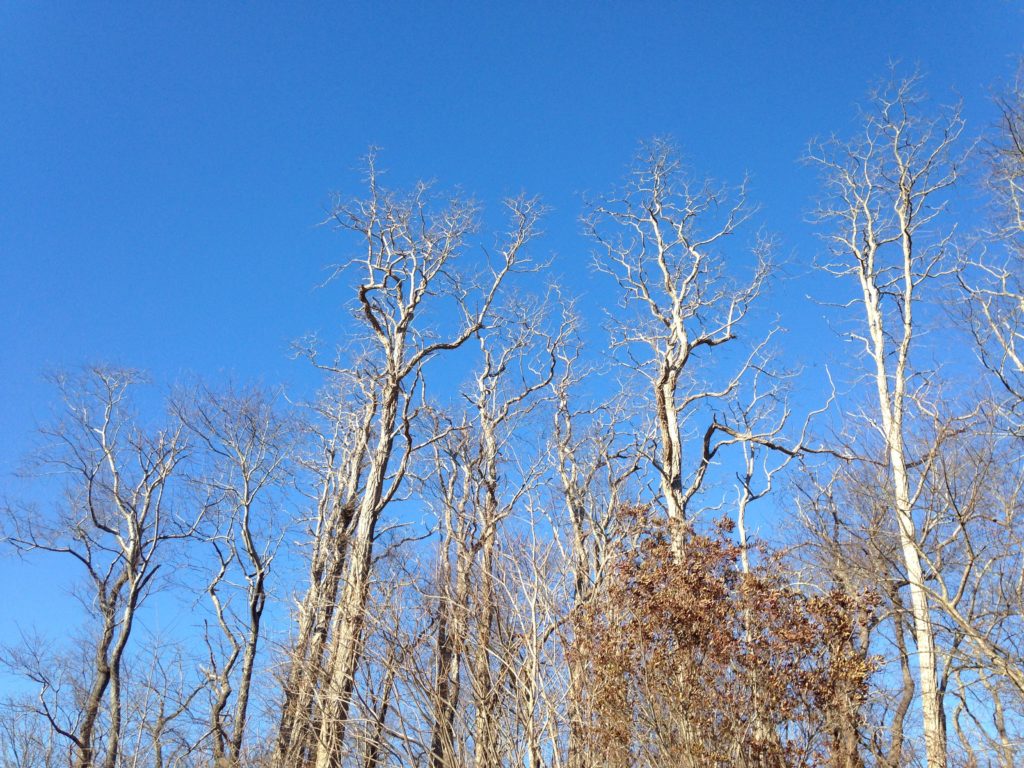 guided-bird-walks-museum-9817.jpeg