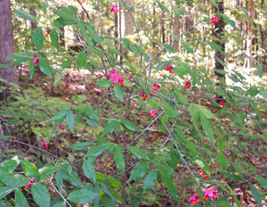 tart-cherry-counting-deep-learning-2753.jpeg