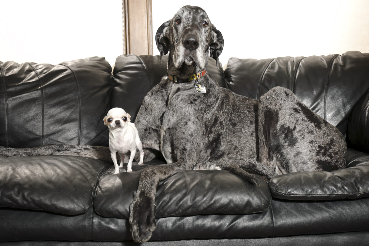 worlds-tallest-and-smallest-dogs-playdate-1205.jpeg