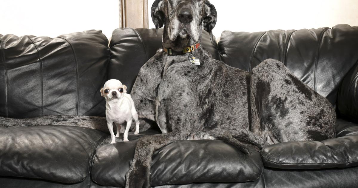 worlds-tallest-and-smallest-dogs-playdate-5541.jpeg