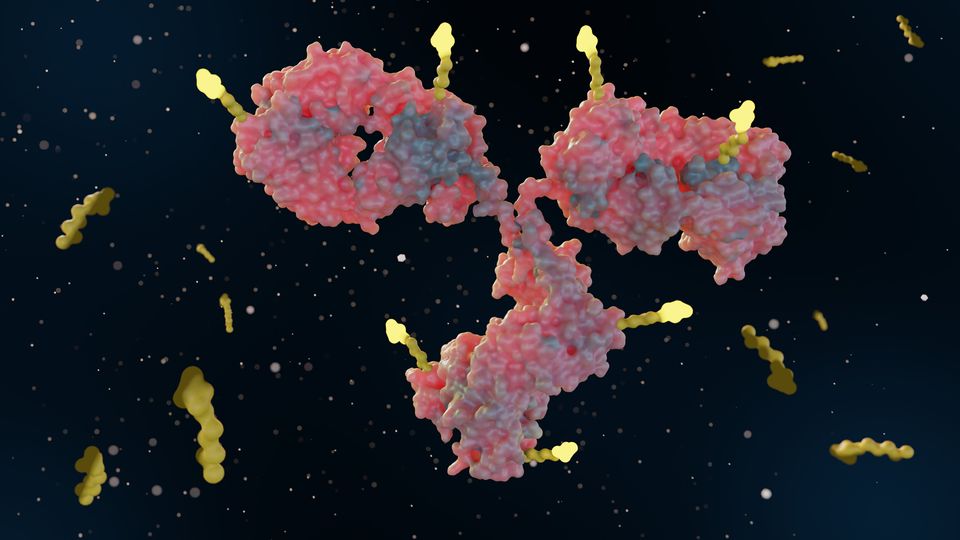 cells-organoid-growth-space-allocation-3110.jpeg