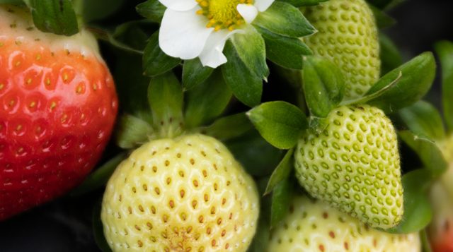 uf-digital-twin-strawberry-farm-6706.jpeg
