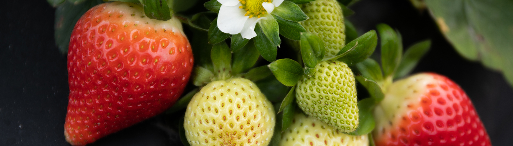 uf-digital-twin-strawberry-farm-7696.jpeg