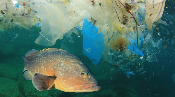 world-environment-day-2025-plastic-pollution-2789.jpeg